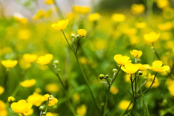 Желтые цветы лютик — стоковое фото