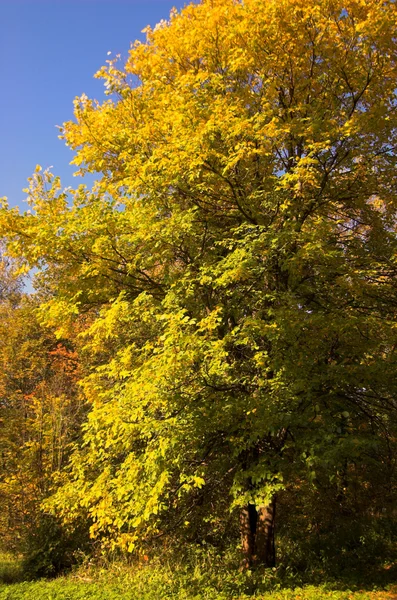 Forêts jaunes d'automne — Photo