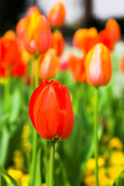 Prato di tulipani rossi — Foto Stock