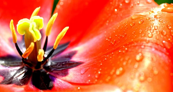 Närbild röd tulpan — Stockfoto