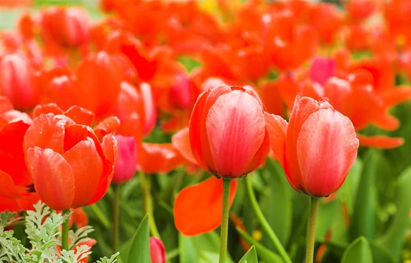 Červené tulipány louka — Stock fotografie
