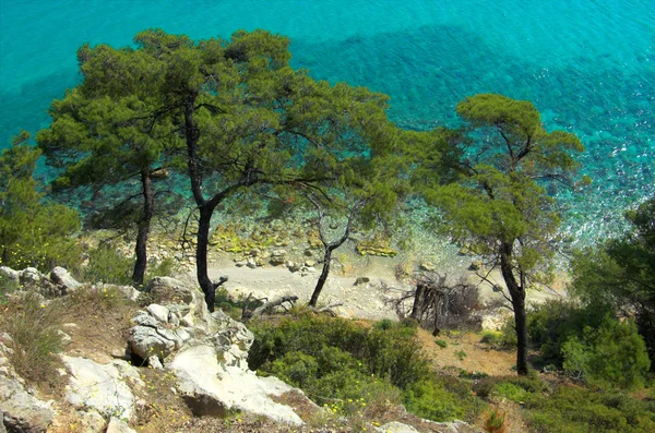 Pine bomen in de buurt van de zee — Stockfoto