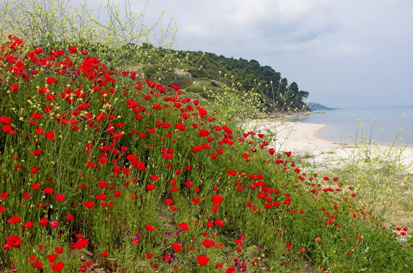 Seascape with poppies — Stock Photo, Image