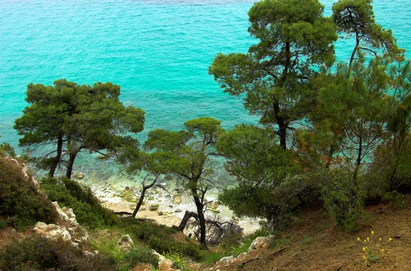Pine bomen in de buurt van de zee — Stockfoto