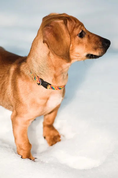 Cachorrinho de Dachshund em neve — Fotografia de Stock