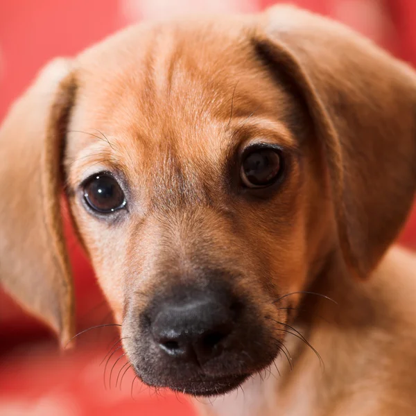 Dachshund puppy — Stock Photo, Image
