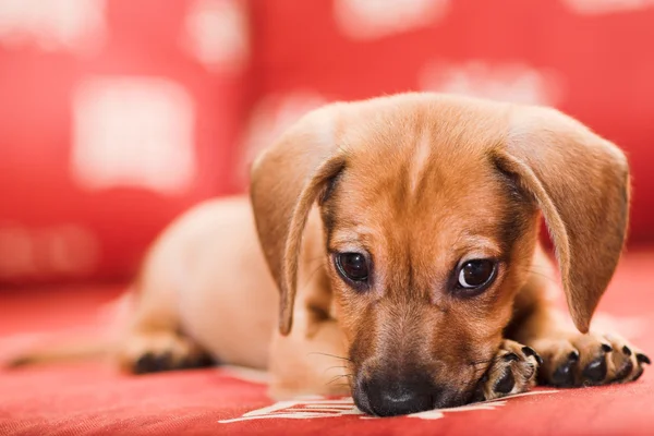 Catelus dachshund — Fotografie, imagine de stoc