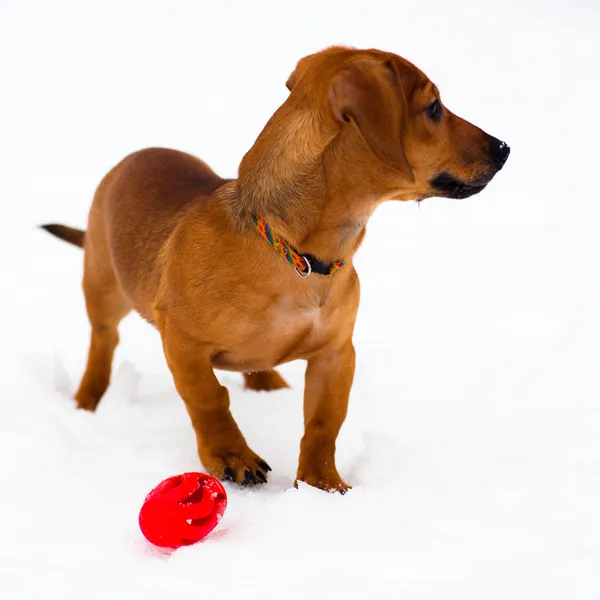 Cachorrinho de Dachshund em neve — Fotografia de Stock