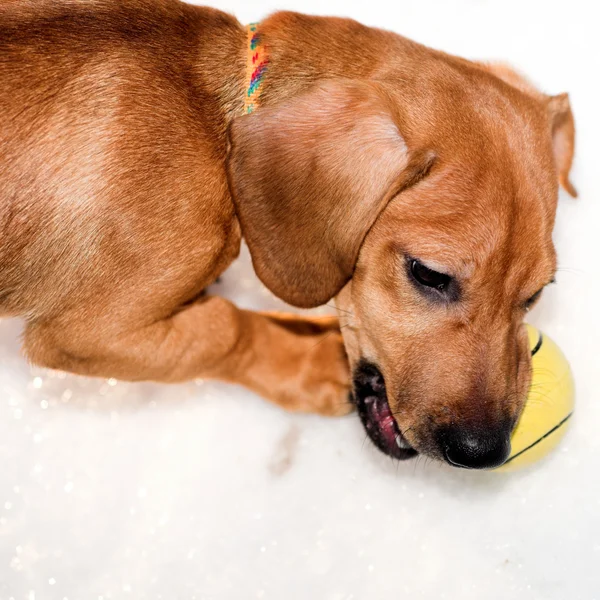 Dachshund filhote de cachorro roer bola amarela — Fotografia de Stock