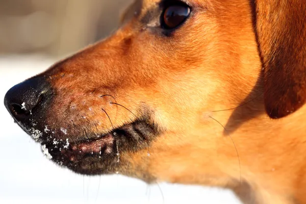 Dachshund puppy nose — Stock Photo, Image