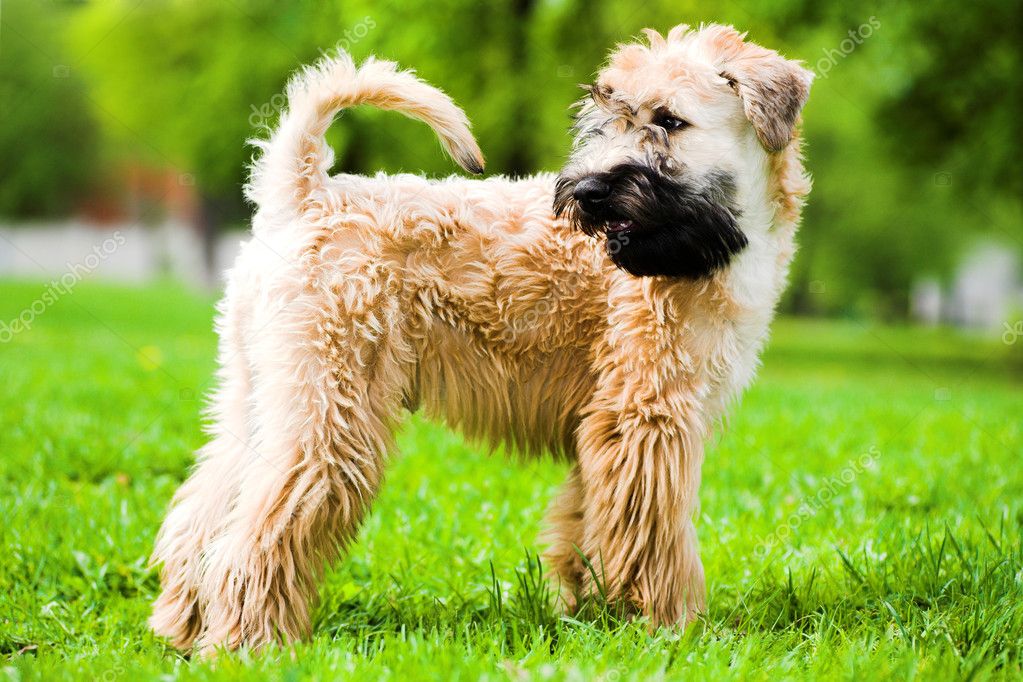 Depositphotos 1380250 Stock Photo Irish Soft Coated Wheaten Terrier 