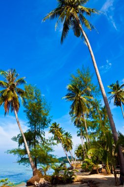 Coconut palms on tropic coast clipart