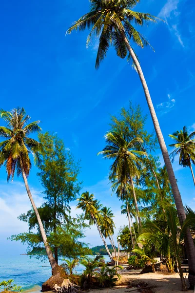 Coqueiros na costa trópica — Fotografia de Stock