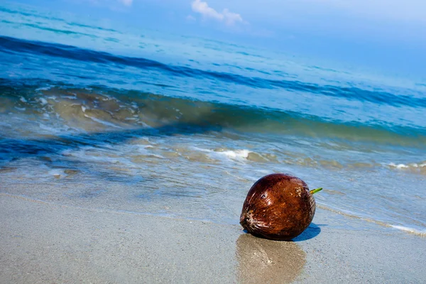 Frutta esotica al cocco — Foto Stock