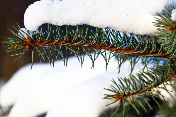 Snö på gren — Stockfoto