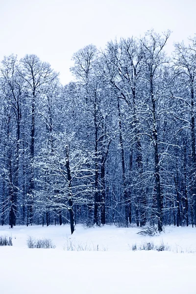 Zimní krajina se stromy — Stock fotografie