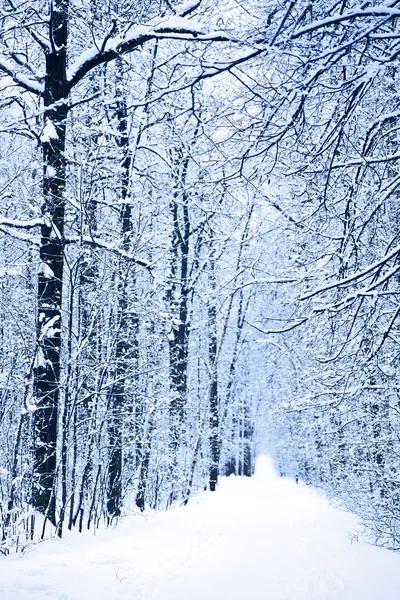 Зимовий пейзаж з деревами — стокове фото