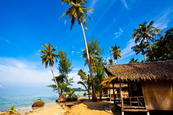 Кокосовые пальмы на тропическом побережье — стоковое фото