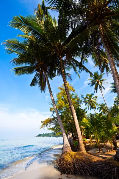Kokospalmen op tropic bank — Stockfoto