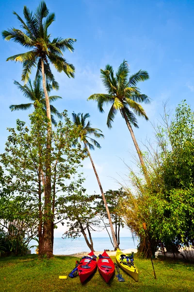 Kajaker på gräs nära palmer — Stockfoto