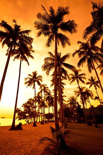 Cocotiers sur la plage de sable tropique — Photo
