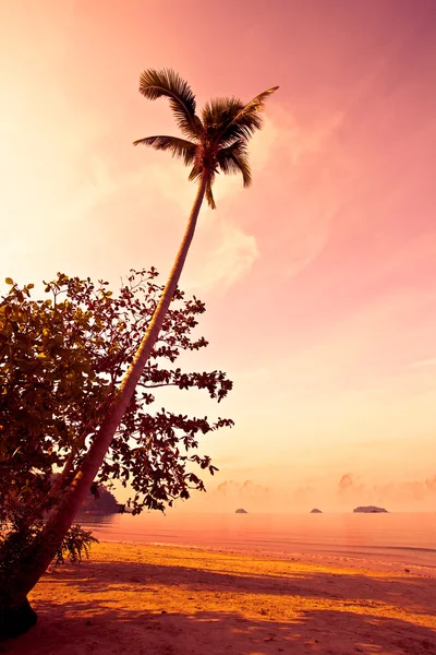 Coco palmeira na praia de areia em trópicos — Fotografia de Stock
