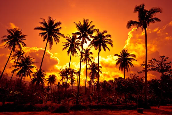 Coqueiros na praia de areia em trópicos — Fotografia de Stock
