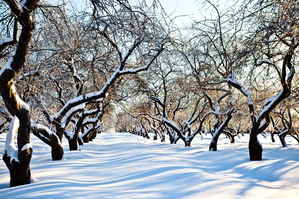 Skidspår i vinterträdgården — Stockfoto