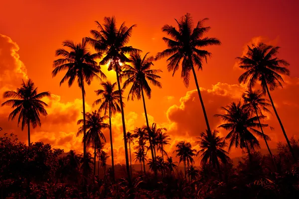 Coconut palms on sand beach Royalty Free Stock Images