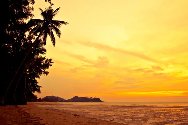 Coco palmeira na praia de areia em trópicos — Fotografia de Stock