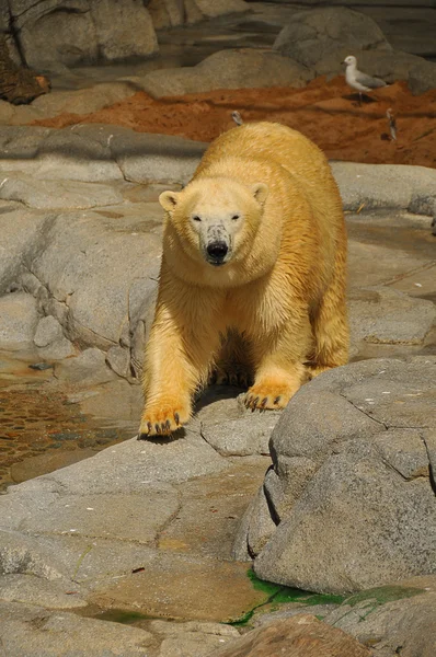 Kutup ayısı Zdjęcie Stockowe
