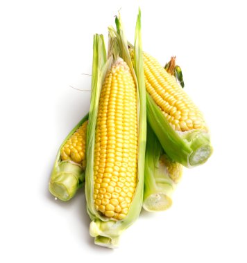 Corn cobs clipart