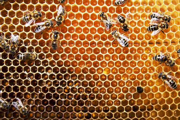 Arılar — Stok fotoğraf