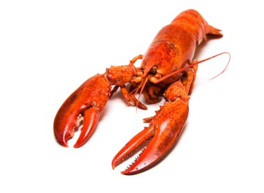 Lobster clipart