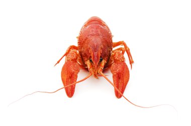 Crayfish clipart