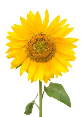 Sunflower clipart