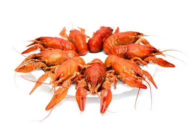 Crawfishes clipart