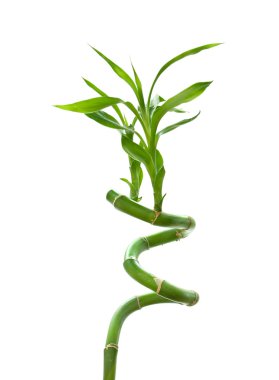 Lucky bamboo clipart