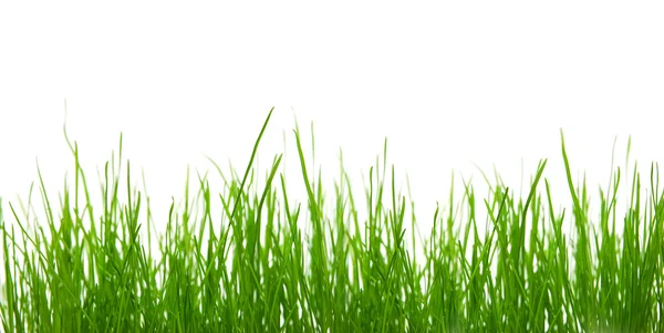 stock image Grass