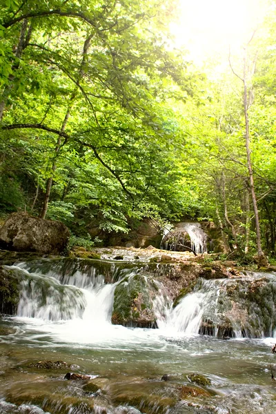 stock image Forest river