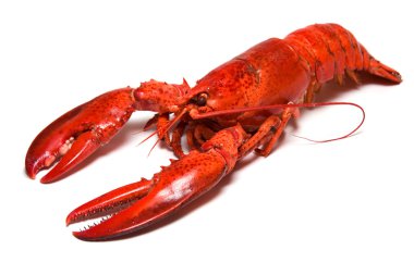 Lobster clipart