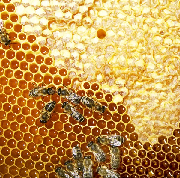 Favo d'ape — Foto Stock