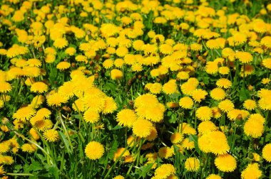 Bahar dandelions çiçeklenme