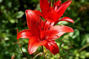 Close-up of an amaryllis (Lily) clipart