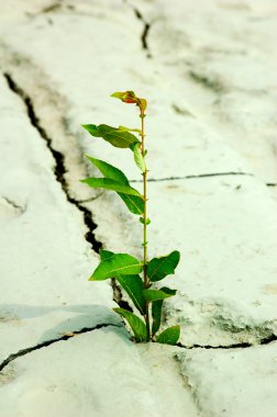 kırık Dünya'dan büyüyen yeşil bitki