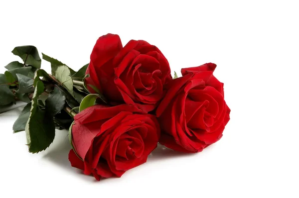 Zár-megjelöl szemcsésedik-ból egy vörös rózsa — Stock Fotó