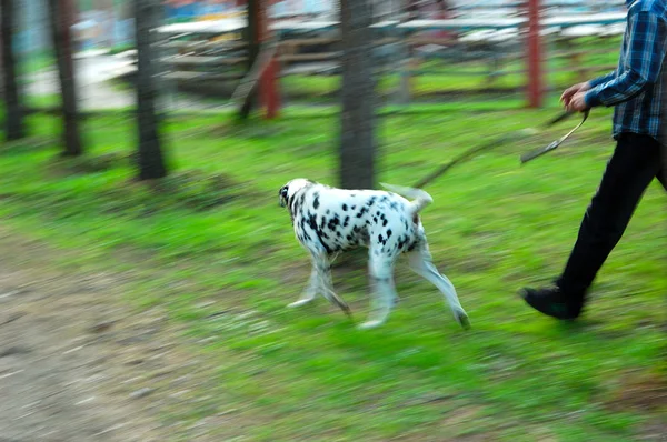 Прогулка с собакой — стоковое фото