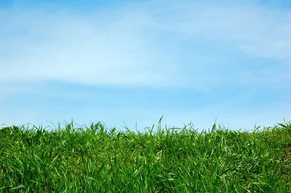 Зеленое поле и голубое небо с облаками — стоковое фото