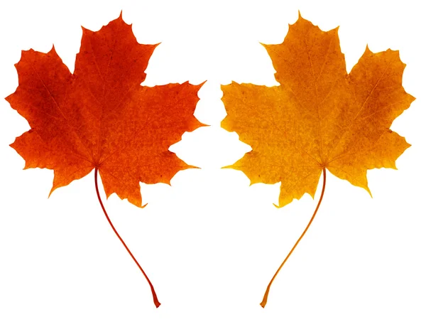 Leaves maple — Stock Photo, Image