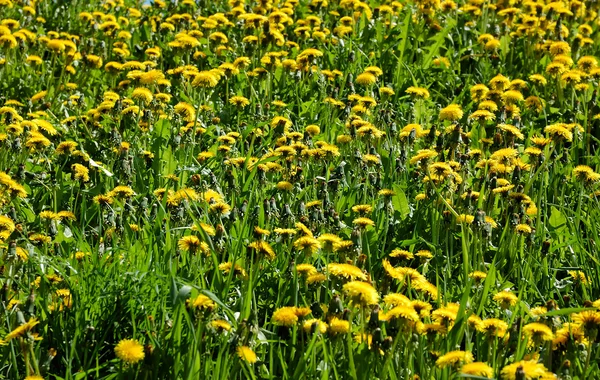 stock image Blooming spring dandelions